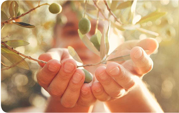 about-newwww olives maroc cartier saada